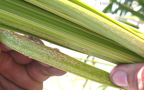 Figure 5. Close-up of damage by the royal palm bug, Xylastodoris luteolus Barber, to fronds of the royal palm, Roystonea regia.