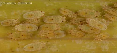 Figure 2. Late-instar nymphs of the royal palm bug, Xylastodoris luteolus Barber, dorsal view.