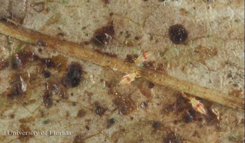 Figure 7. Typical thrips damage, with immature redbanded thrips, Selenothrips rubrocinctus (Giard).