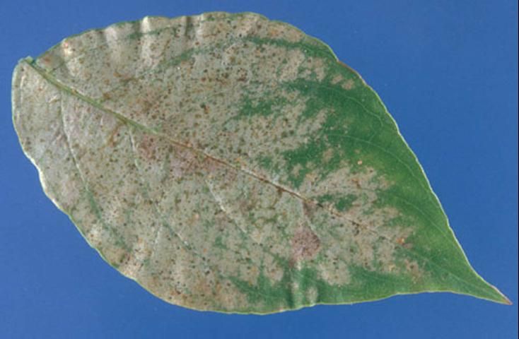 Figure 6. Typical thrips damage.