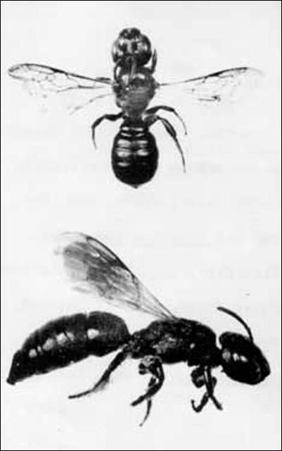 Figure 2. Small carpenter bee, Ceratina dupla Say, dorsal and side views.