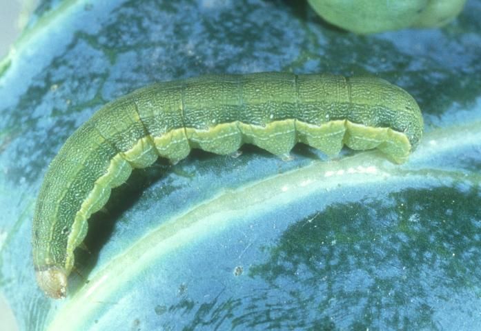 Figure 3. Mature larva of beet armyworm, Spodoptera exigua (Hübner).