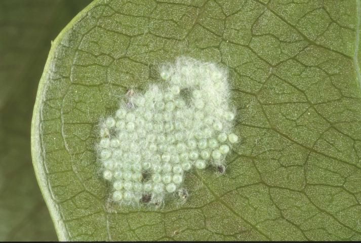 Figure 1. Eggs of southern armyworm, Spodoptera eridania (Stoll).
