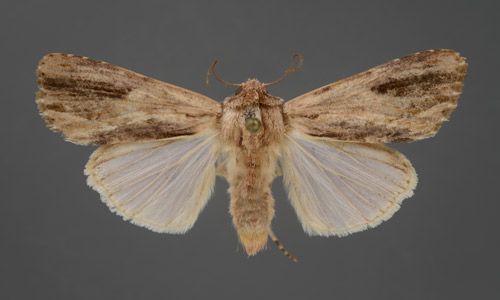 Figure 7. Adult male of the southern armyworm, Spodoptera eridania (Stoll).