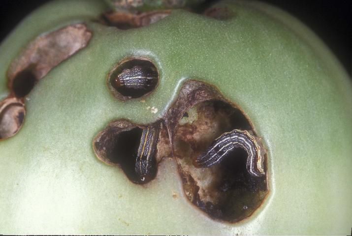 Figure 9. Tomato fruit feeding injury by the southern armyworm, Spodoptera eridania (Stoll).