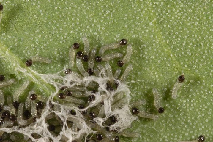 Figure 2. Southern armyworm, Spodoptera eridania (Stoll), neonate (newly hatched) larvae on tomato.