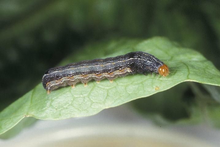 Figure 4. Late instar larva (dark form) of the southern armyworm, Spodoptera eridania (Stoll).