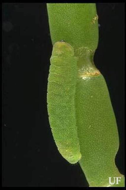 Figure 2. Larva of the eastern pigmy blue, Brephidium isophthalma pseudofoea (Morrison).