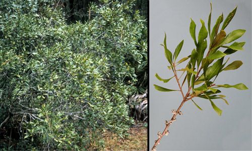 Figure 6. Southern bayberry or wax myrtle, Myrica cerifera L. (Myricaceae), bush (left) and close-up of branch with berries (right).