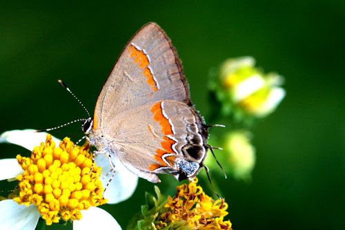 Figure 1. Adult red-banded hairstreak, Calycopis cecrops (Fabricius).