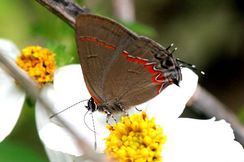 Figure 2. Adult red-banded hairstreak, Calycopis cecrops (Fabricius), dark spring form.