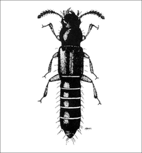 Figure 9. Tannea tenella (Erichson) (Osoriinae) 3.5 mm.