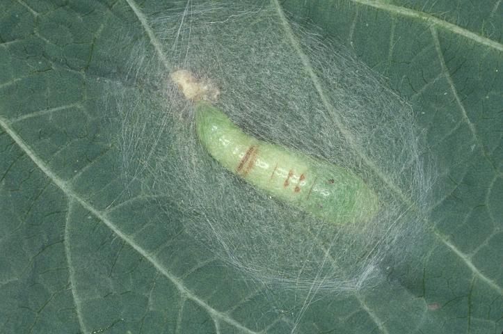 Figure 4. New pupa of the cabbage looper, Trichoplusia ni (Hübner).