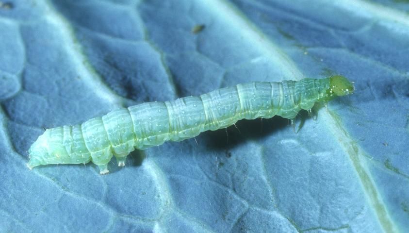 Figure 2. Early instar larva of the cabbage looper, Trichoplusia ni (Hübner).