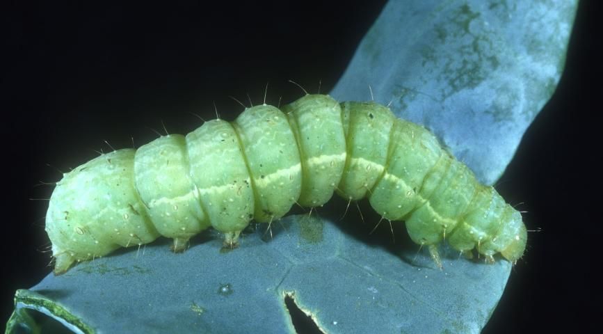 Figure 3. Mature larva of the cabbage looper, Trichoplusia ni (Hübner).