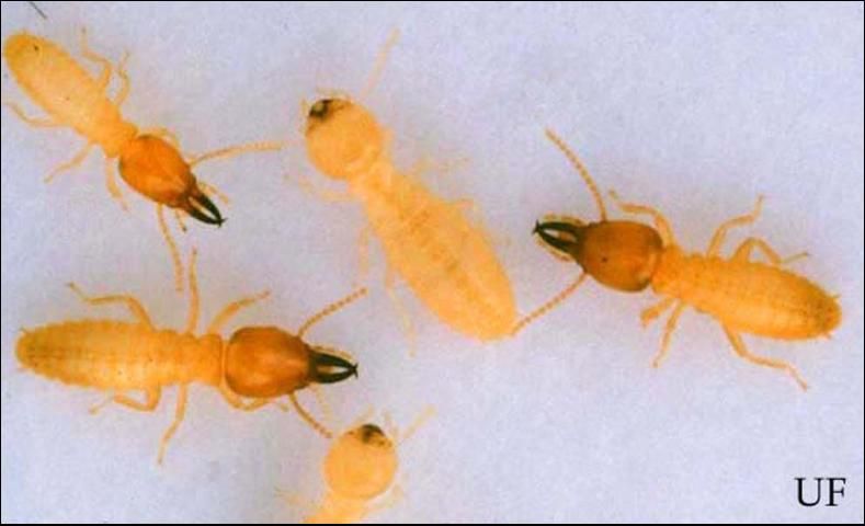 Figure 6. Soldiers (orange-brown, oval-shaped head) and workers of the Formosan subterranean termite, Coptotermes formosanus Shiraki.