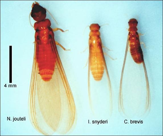 Figure 4. Neotermes jouteli (Banks) alate and alates of two drywood termite species found in Florida, Incisitermes snyderi and Cryptotermes brevis.