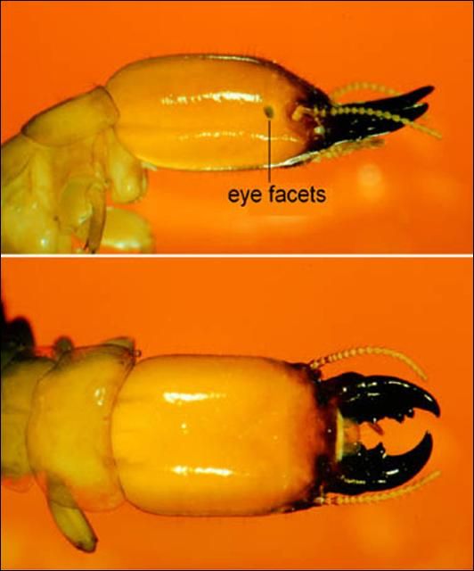 Figure 11. Eye facets darkly pigmented or faintly darkened; third antennal article clavate, longer than second or fourth.