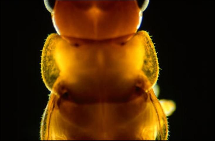 Figure 6. Head and pronotum sparsely covered with short (ca. 0.05-mm-long) hairs; body reddish-orange.