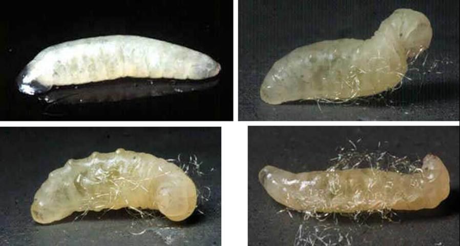 Figure 1. Early and late larval stages of Cotesia marginiventris (Cresson), a wasp parasitoid.