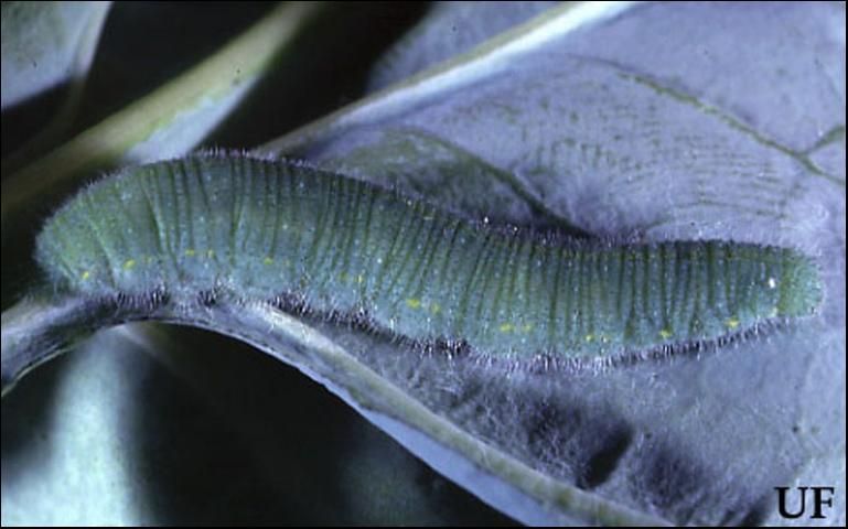 Figure 1. Larva of imported cabbageworm, Pieris rapae (Linnaeus).