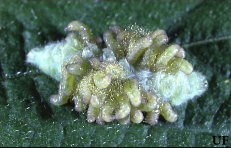 Figure 5. Parasitoid larvae emerging from a dead larva of the imported cabbageworm, Pieris rapae (Linnaeus).
