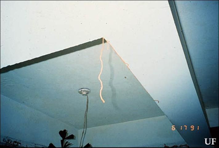 Figure 12. Heterotermes subterranean termite foraging tube dropping from living room ceiling, Santo Domingo, Dominican Republic.