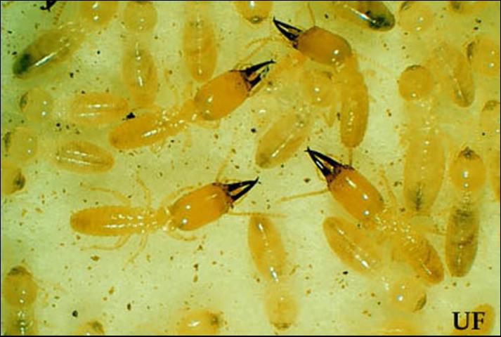 Figure 4. Heterotermes subterranean termite soldiers and workers.