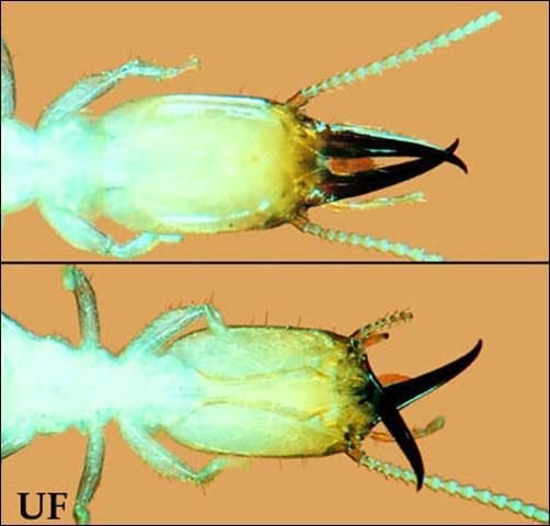 Figure 3. Heterotermes subterranean termite soldier with mandibles in resting position (top) and fully closed (bottom).