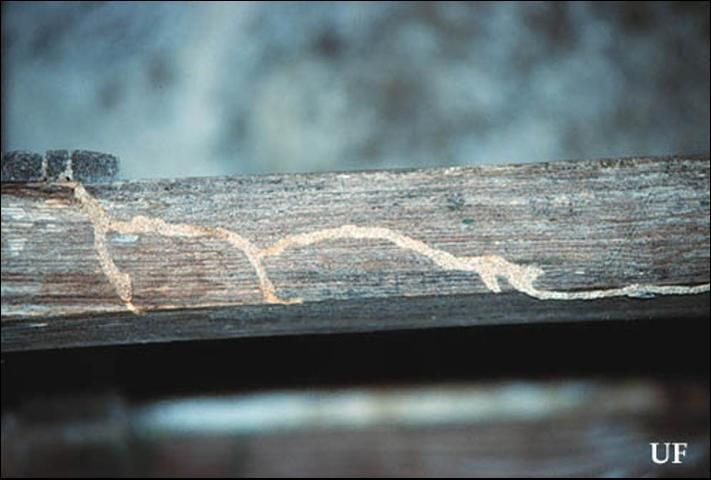 Figure 13. Heterotermes subterranean termite foraging tube on a sheltered bench, Cat Island, Bahamas.