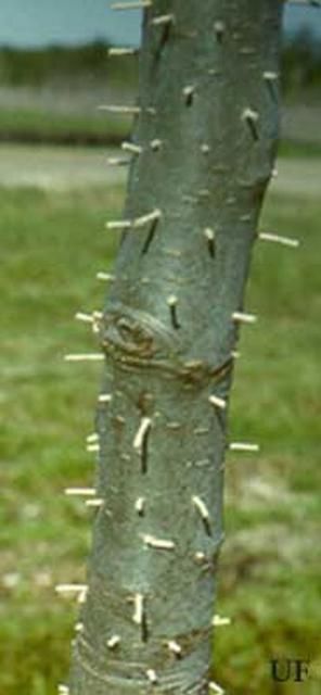 Figure 5. The granulate ambrosia beetles, Xylosandrus crassiusculus (Motschulsky), attack the trunk of the tree and push the frass out of galleries in a typical toothpick fashion. The beetles innoculate the galleries with ambrosia fungus on which the brood feeds.