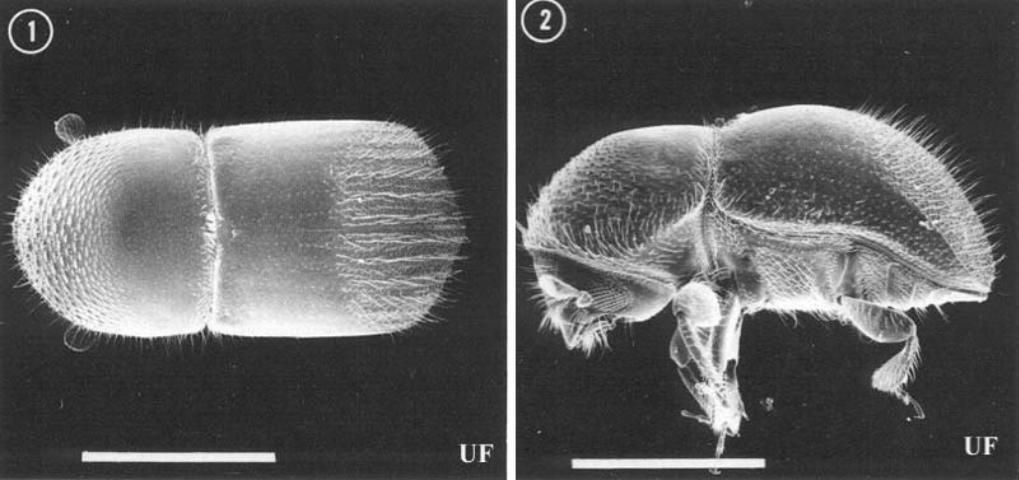 Figure 1. Dorsal (left) and lateral (right) views of an adult female granulate ambrosia beetle, Xylosandrus crassiusculus (Motschulsky). The white line in each photograph represents 1.0 mm. Like other species of the tribe Xyleborini, the head of X. crassiusculus is completely hidden by the pronotum in dorsal view, the antennal club appears obliquely cut, and the body is generally smooth and shining. Xylosandrus spp. are distinguished from related genera by the stout body, truncate elytral declivity, and non-contiguous procoxae.