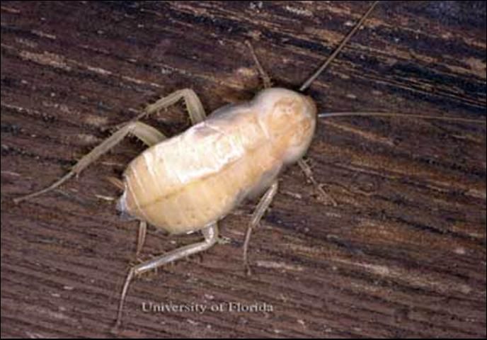 Figure 6. Newly molted adult American cockroach, Periplaneta americana (Linnaeus).