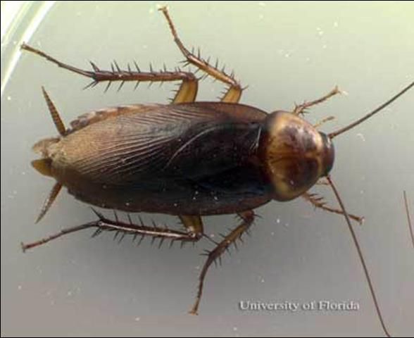 Figure 4. Adult female American cockroach, Periplaneta americana (Linnaeus).