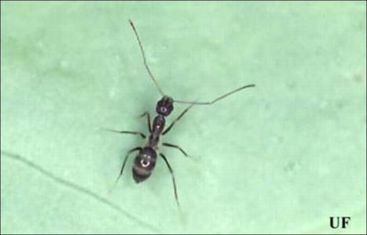 Figure 1. Dorsal view of a crazy ant, Paratrechina longicornis (Latreille), worker.