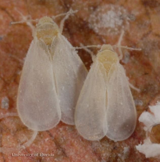 Figure 2. Adult ash whitefly, Siphoninus phillyreae (Haliday)