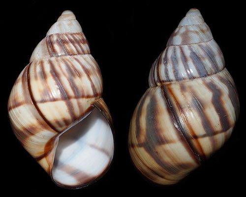 Figure 10. The Florida Keys tree snail, Orthalicus reses nesodryas Pilsbry 1946.