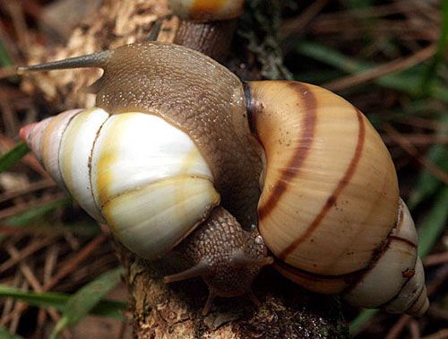 Figure 7. The color patterns of the Florida tree snail, Liguus fasciatus (Müller), are extremely variable.