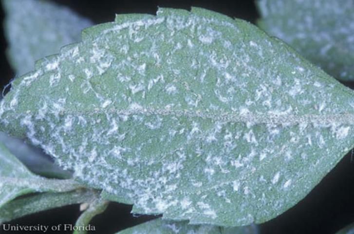Figure 3. Fluffy wax trails, especially along leaf veins, deposited by adult females of the Cardin's whitefly, Metaleurodicus cardini (Back).