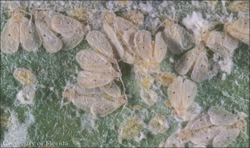 Figure 1. An infestation of Cardin's whitefly, Metaleurodicus cardini (Back).