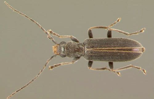 Figure 3. Adult Oxycopis falli (Blatchley), a false blister beetle.