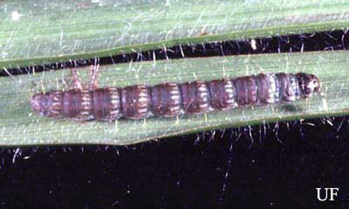 Figure 2. Mature larva of the lesser cornstalk borer, Elasmopalpus lignosellus (Zeller).