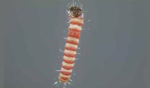 Figure 1. First instar larva of the lesser cornstalk borer, Elasmopalpus lignosellus.