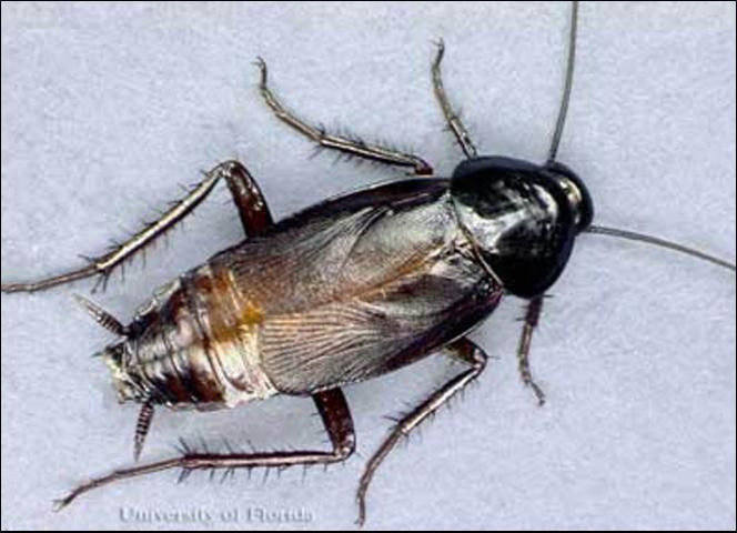 Figure 2. Male oriental cockroach, Blatta orientalis Linnaeus.