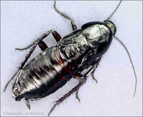 Figure 1. Female oriental cockroach, Blatta orientalis Linnaeus.