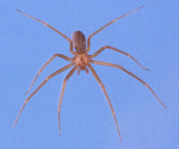 Figure 2. Female brown recluse spider, Loxosceles reclusa Gertsch and Mulaik, dorsal view for comparison with dorsal view of male huntsman spider, Heteropoda venatoria (Linnaeus).