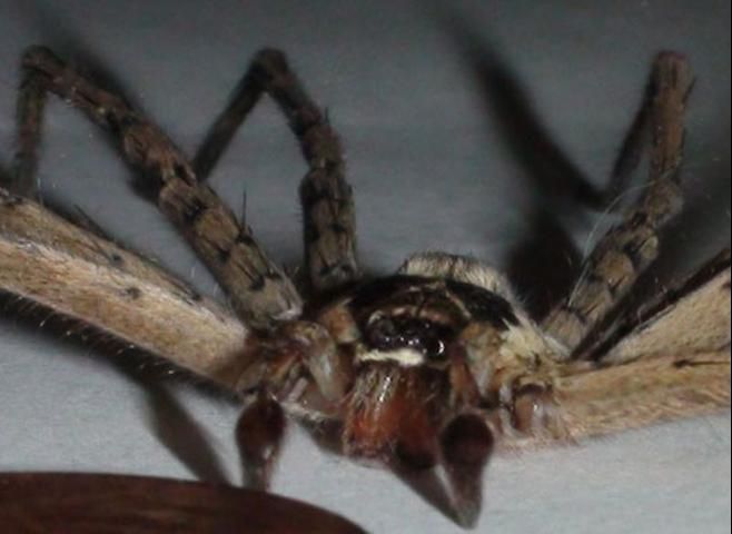 Figure 3. Frontal view of adult male huntsman spider, Heteropoda venatoria (Linnaeus), showing the flattened body structure.