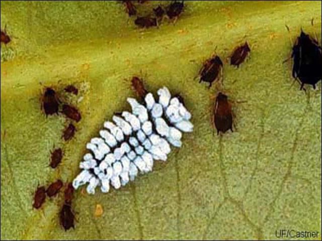 Figure 5. Larva of Scymnus sp., a lady beetle.