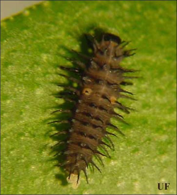 Figure 10. Chilocorus stigma larva.