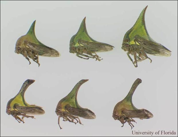 Figure 2. Adults of the thorn bug, Umbonia crassicornis (Amyot and Serville), showing variation in the species. Females are above, males are below.
